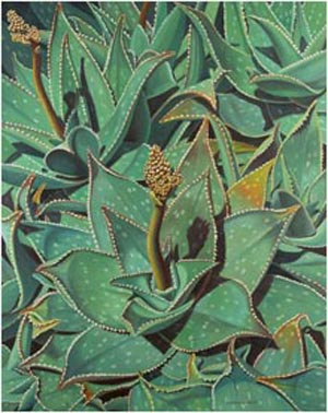 Aloe Vera